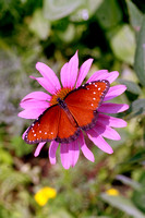 1423 Butterfly