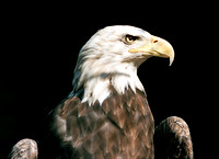 4147 American Eagle