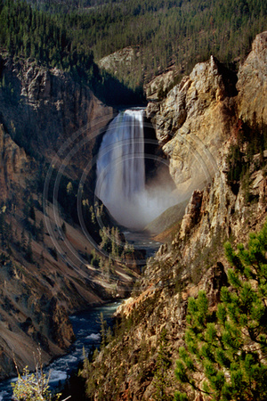 4230 Lower Falls of Yellowstone