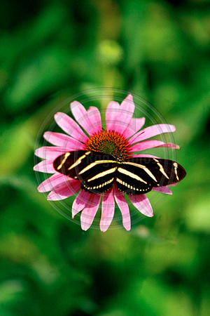 1350 Butterfly