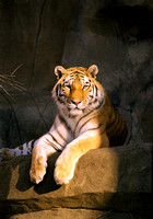 1260 Tiger