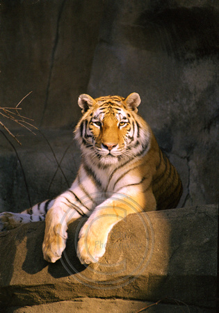 1260 Tiger