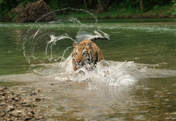 4058 Splashing Tiger
