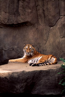 1366 Tiger