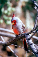 1263 Southwestern Cardinal