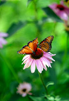 1349  Butterfly