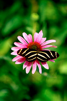 1350 Butterfly