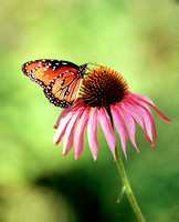 1415 Butterfly