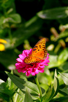 1379 Butterfly