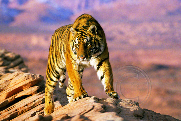 1272 Tiger