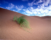 4293  Sands-Grass