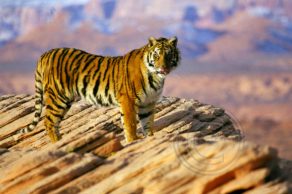 1273 Tiger
