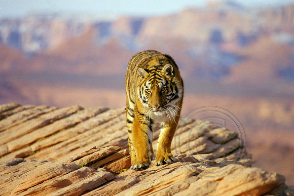 1274 Tiger