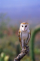 4076 White Owl